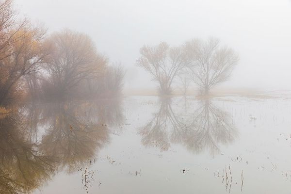Jones, Adam 아티스트의 Trees on foggy morning-Bosque del Apache National Wildlife Refuge-New Mexico작품입니다.